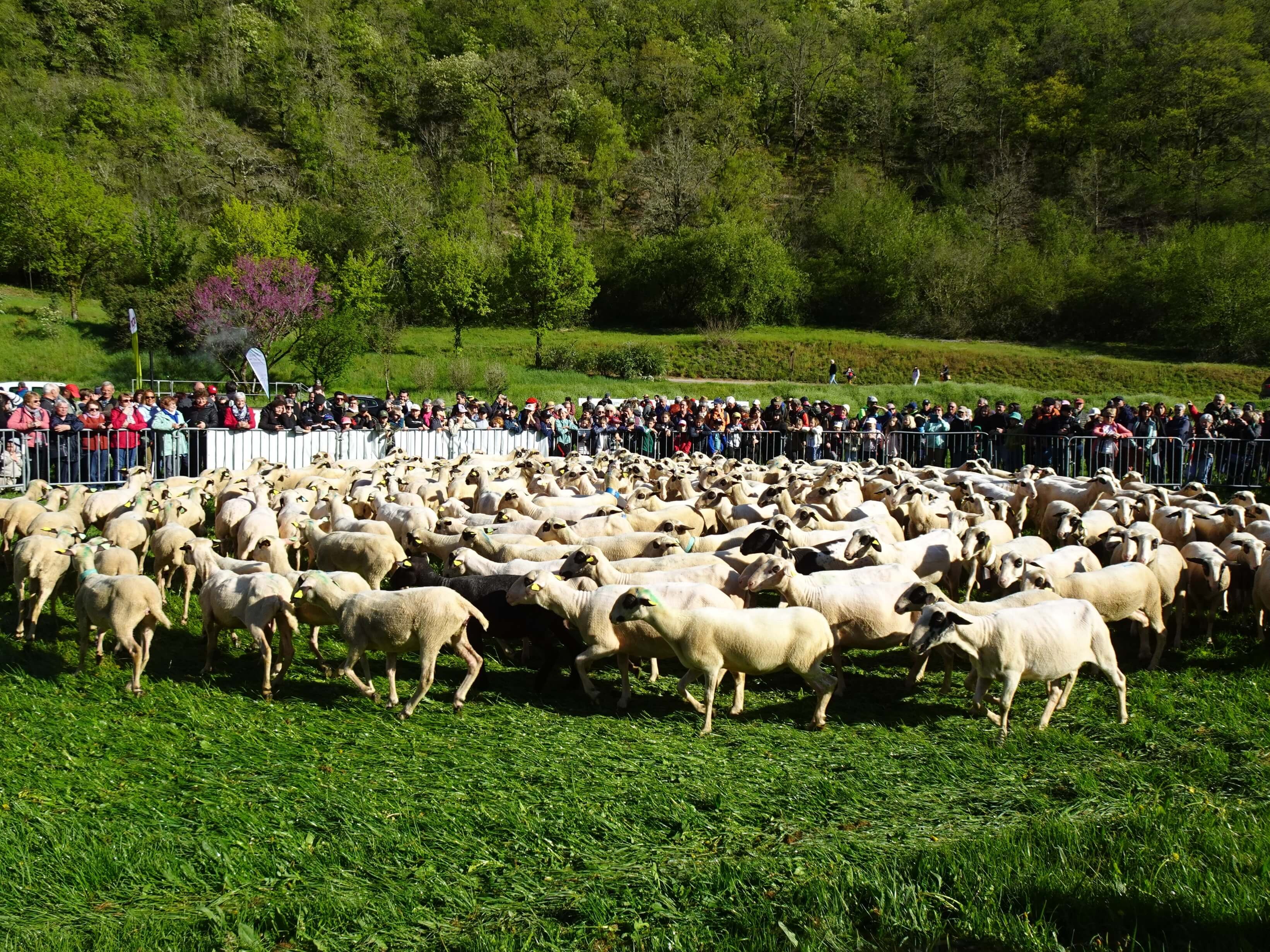 2026 04 14 voyage perigord transhumance 15 